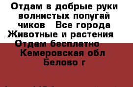 Отдам в добрые руки волнистых попугай.чиков - Все города Животные и растения » Отдам бесплатно   . Кемеровская обл.,Белово г.